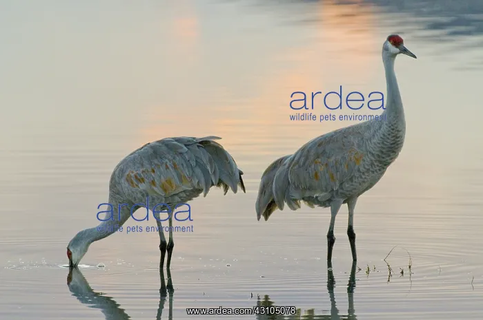 : Sandhill Cranes : Sandhill Cranes