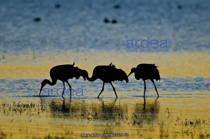 : Sandhill Cranes : Sandhill Cranes