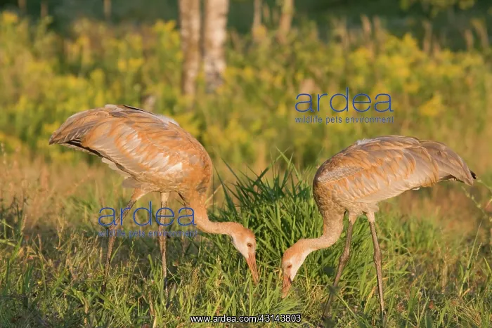 : Sandhill Cranes : Sandhill Cranes