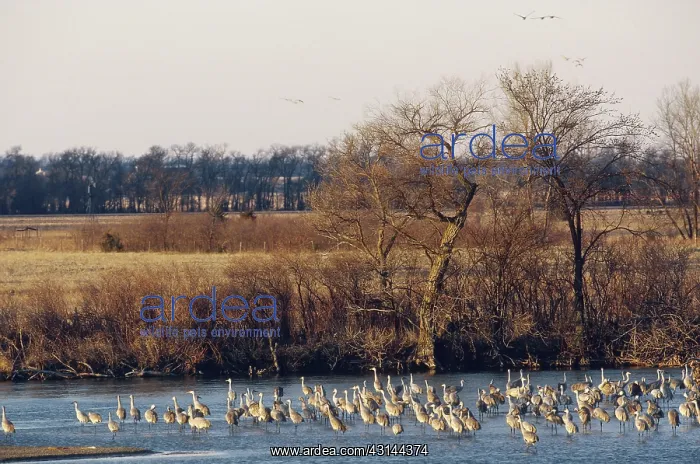  : Sandhill Cranes