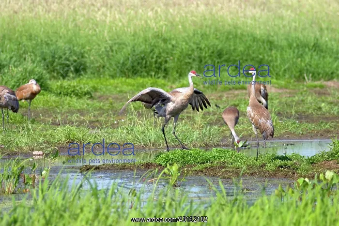 : Sandhill Cranes : Sandhill Cranes