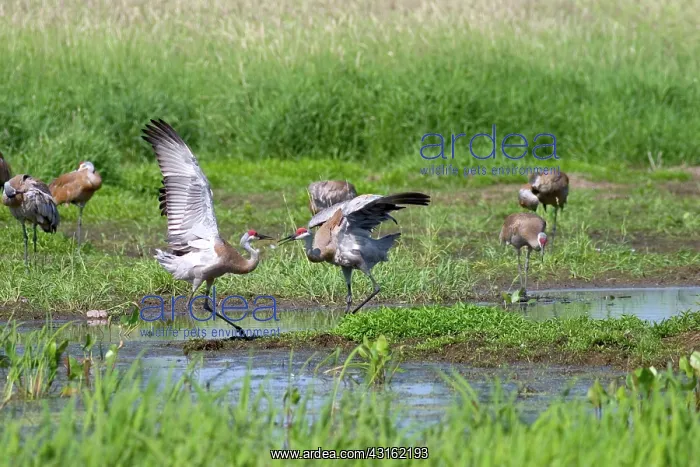 : Sandhill Cranes : Sandhill Cranes