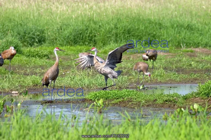  : Sandhill Cranes