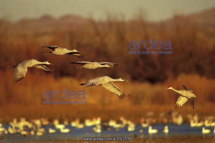 : Sandhill Cranes : Sandhill Cranes