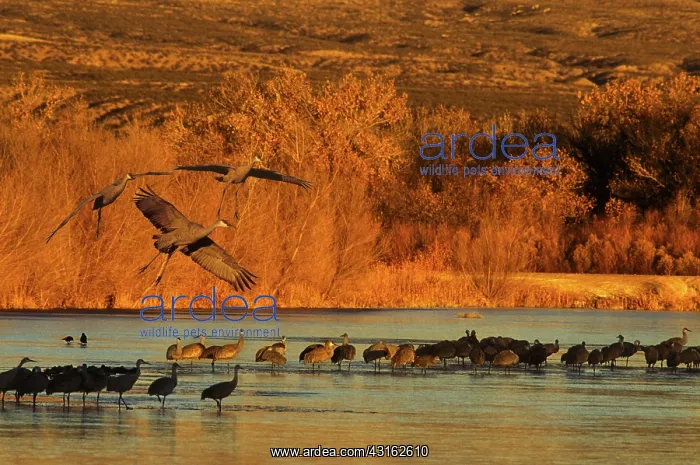 : Sandhill Cranes : Sandhill Cranes