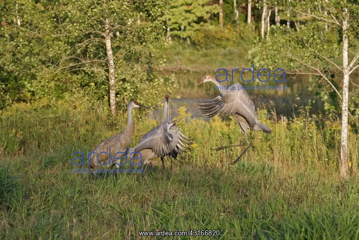 : Sandhill Cranes : Sandhill Cranes