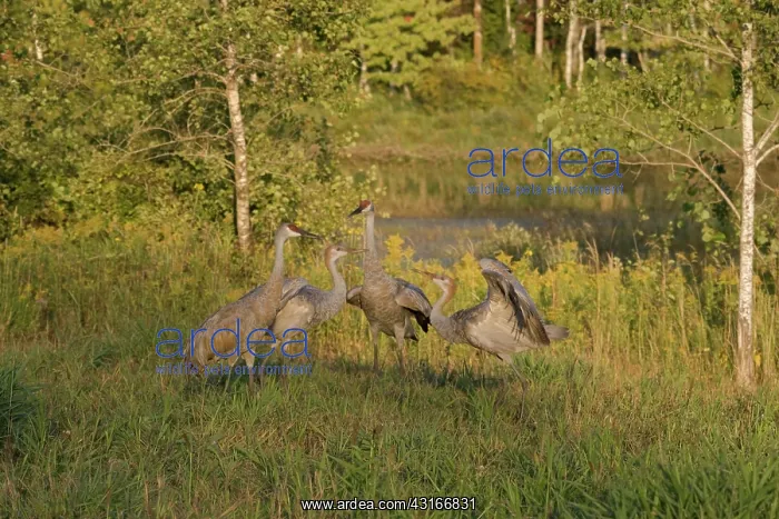 : Sandhill Cranes : Sandhill Cranes