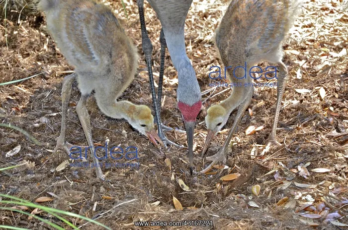 : Sandhill Cranes : Sandhill Cranes