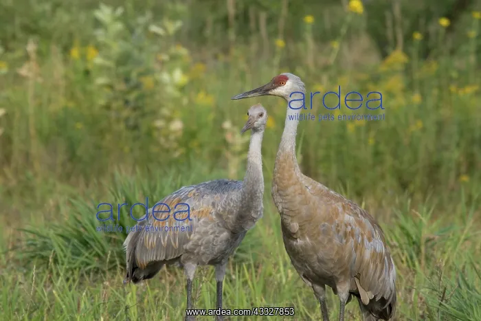 : Sandhill Cranes : Sandhill Cranes