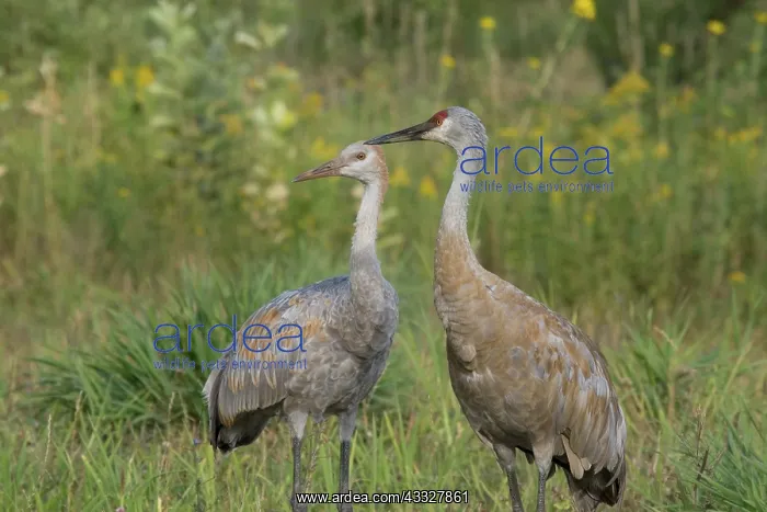 : Sandhill Cranes : Sandhill Cranes