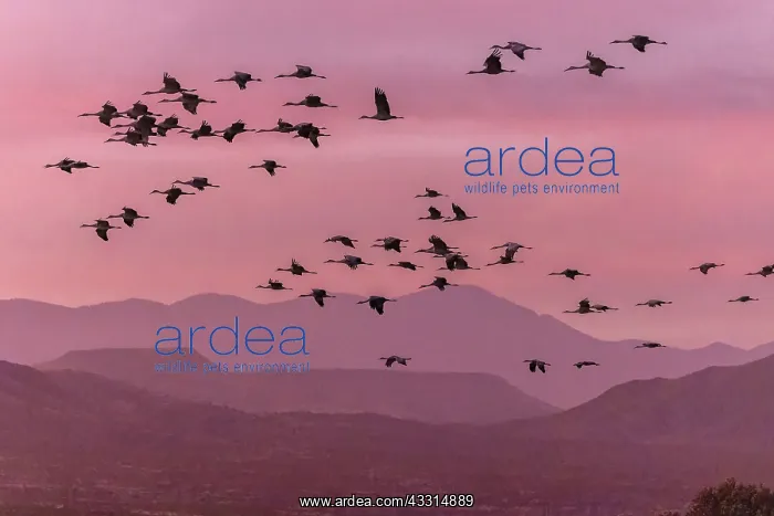 : Sandhill cranes, Antigone canadensis, in flight : Sandhill cranes, Antigone canadensis, in flight
