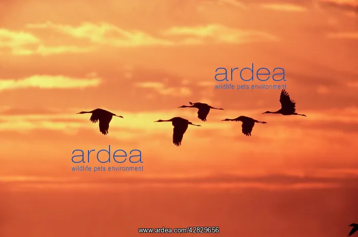 : SANDHILL CRANES - Dawn, leaving roost : SANDHILL CRANES - Dawn, leaving roost