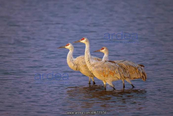 : Sandhill cranes at first light. Bosque del Apache National : Sandhill cranes at first light. Bosque del Apache National