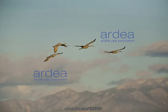 : Sandhill Cranes in Flight : Sandhill Cranes in Flight