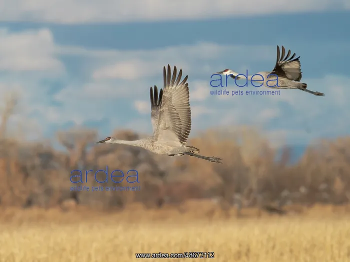 : Sandhill cranes in flight, Bernardo Waterfowl Management : Sandhill cranes in flight, Bernardo Waterfowl Management