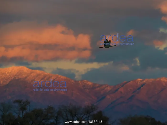 : Sandhill cranes in flight coming in to roost at sunset : Sandhill cranes in flight coming in to roost at sunset