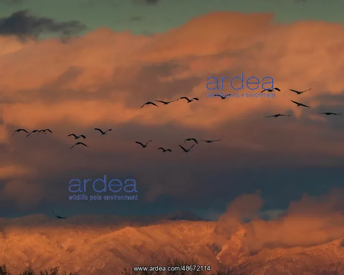 : Sandhill cranes in flight coming in to roost at sunset : Sandhill cranes in flight coming in to roost at sunset