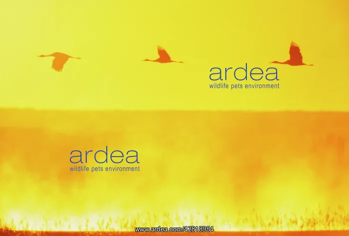 : Sandhill Cranes - in flight at dawn : Sandhill Cranes - in flight at dawn