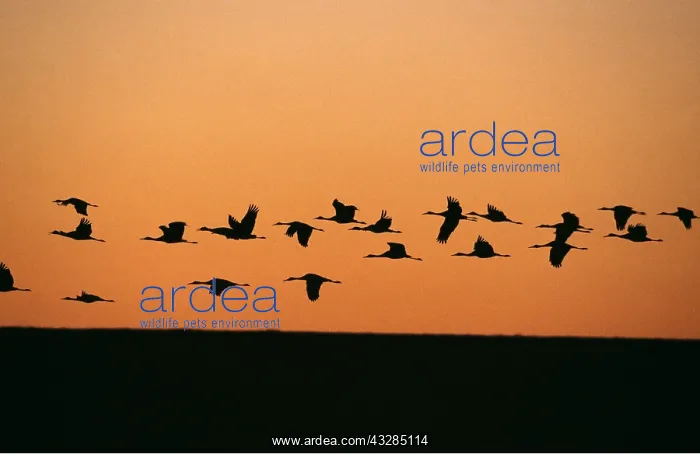 : SANDHILL CRANES - in flight at dawn, leaving roost : SANDHILL CRANES - in flight at dawn, leaving roost