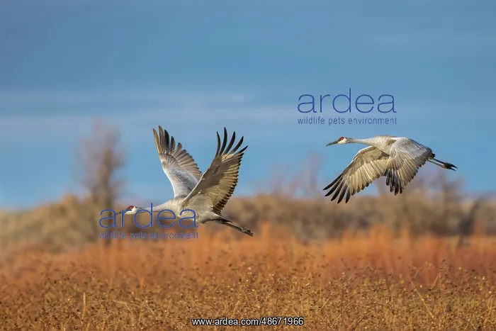 : Sandhill cranes in flight formation. Bosque del Apache : Sandhill cranes in flight formation. Bosque del Apache