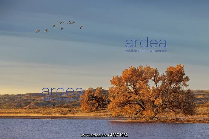 : Sandhill cranes in flight formation. Bosque del Apache : Sandhill cranes in flight formation. Bosque del Apache