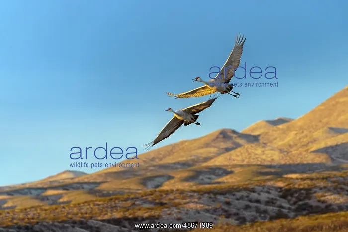 : Sandhill cranes in flight formation. Bosque del Apache : Sandhill cranes in flight formation. Bosque del Apache