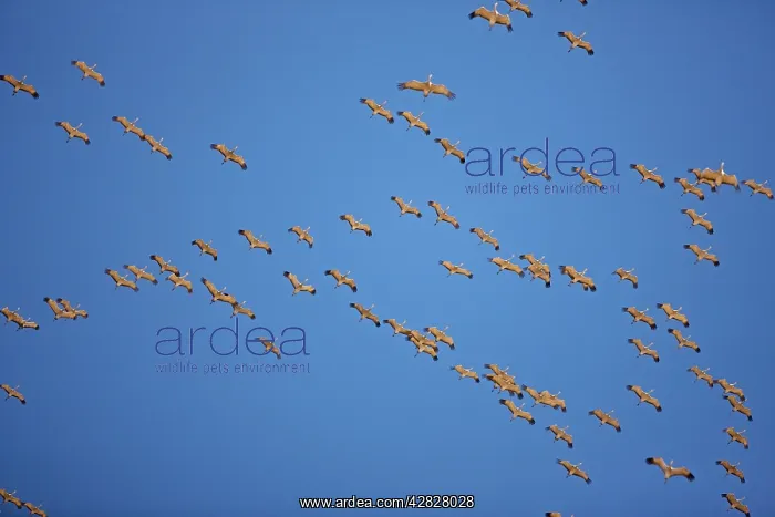 : Sandhill Cranes - in flight - in Formation - overwintering : Sandhill Cranes - in flight - in Formation - overwintering
