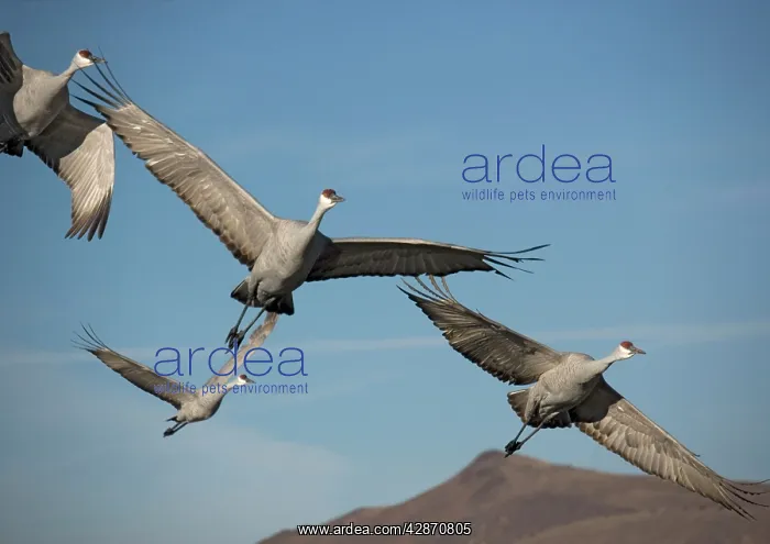 : Sandhill cranes - in flight, winter : Sandhill cranes - in flight, winter