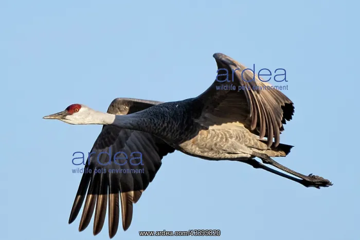 : Sandhill cranes flying in Nebraska during spring : Sandhill cranes flying in Nebraska during spring