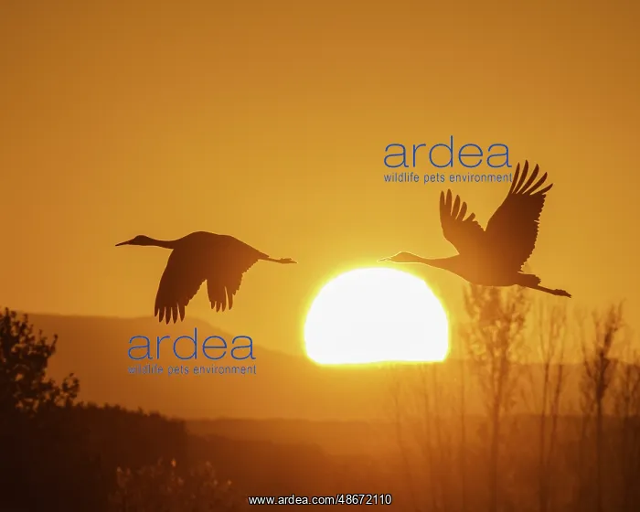 : Sandhill cranes flying by the sun at sunrise, Bosque del : Sandhill cranes flying by the sun at sunrise, Bosque del