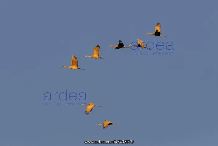 : Sandhill cranes flying at sunrise. Bosque del Apache : Sandhill cranes flying at sunrise. Bosque del Apache