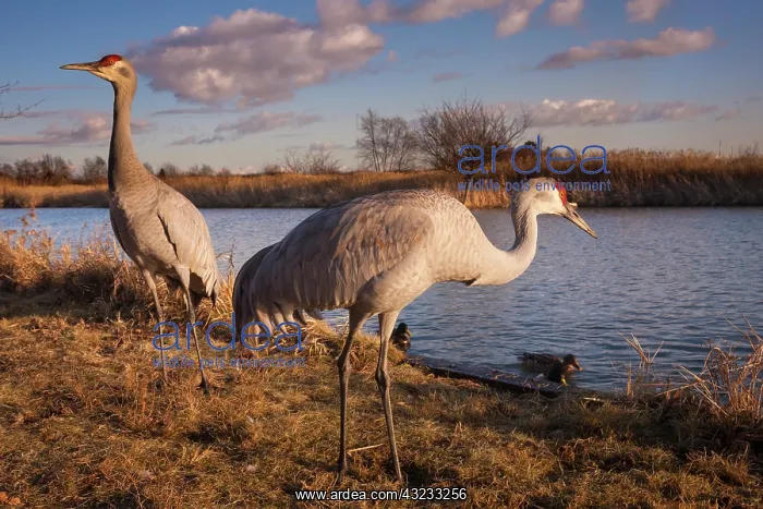  : Sandhill cranes, George C. Reifel Migratory