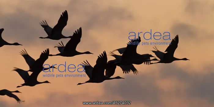 : Sandhill cranes (Grus canadensis) flying : Sandhill cranes (Grus canadensis) flying
