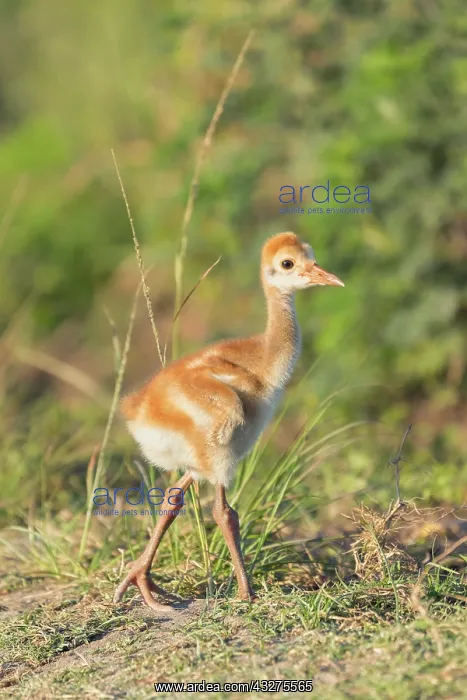 : Sandhill Cranes, Grus canadensis in March.Adults and young c : Sandhill Cranes, Grus canadensis in March.Adults and young c