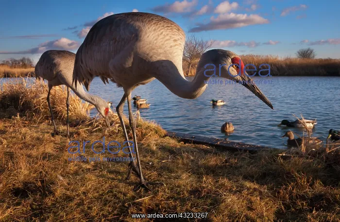 : Sandhill cranes and mallard ducks, George : Sandhill cranes and mallard ducks, George