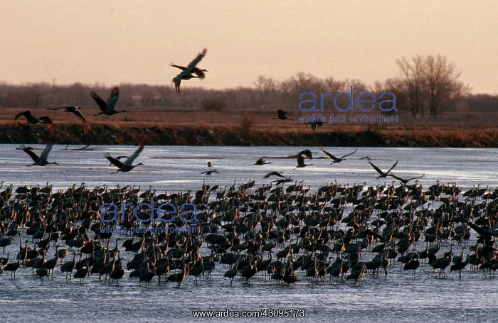 : Sandhill Cranes in Nebraska : Sandhill Cranes in Nebraska
