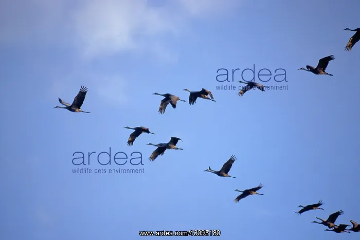 : Sandhill Cranes in Nebraska : Sandhill Cranes in Nebraska