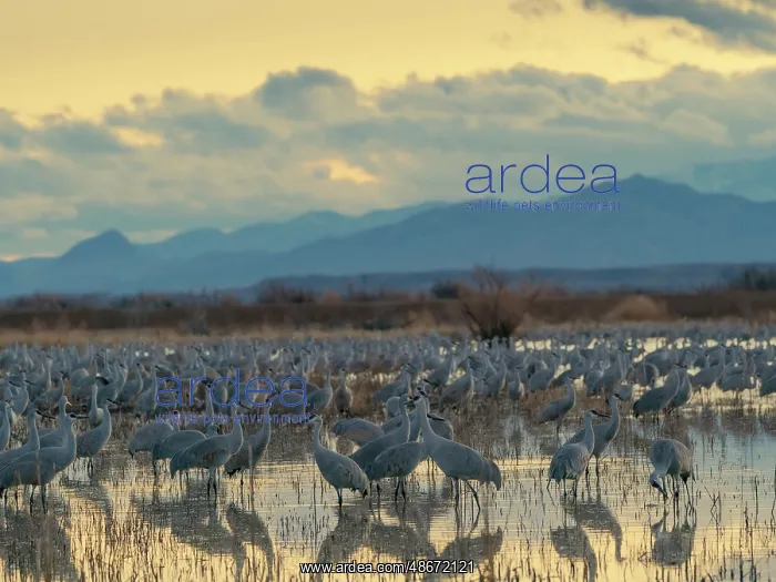 : Sandhill cranes roost at sunrise, Bernardo Wildlife Area : Sandhill cranes roost at sunrise, Bernardo Wildlife Area