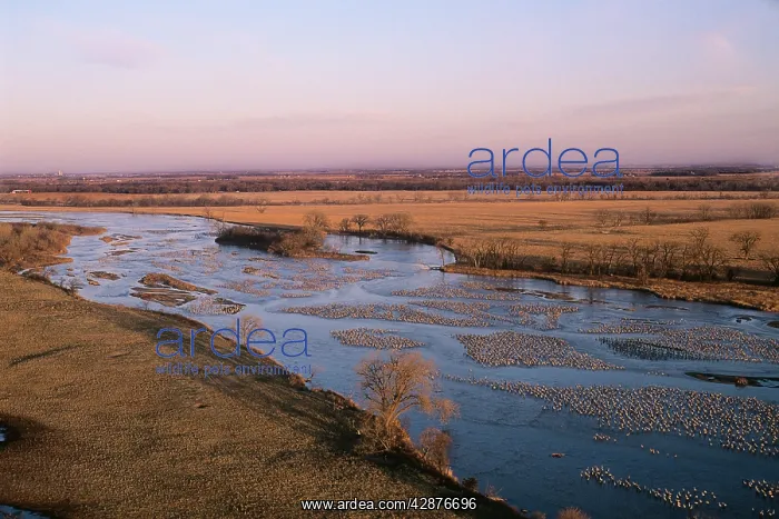: Sandhill Cranes - roosting along Platte River in : Sandhill Cranes - roosting along Platte River in