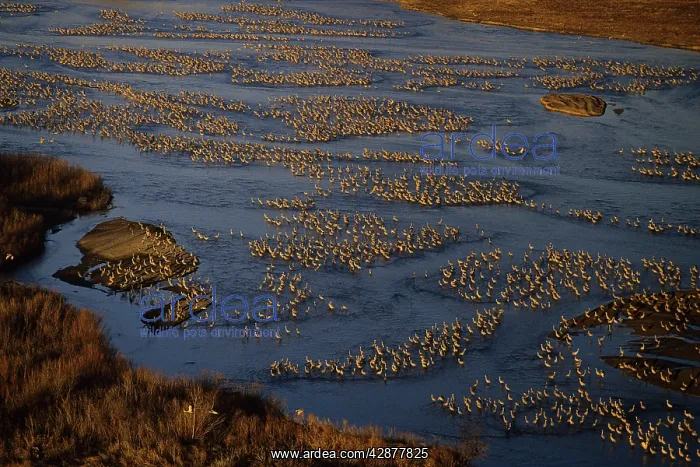 : Sandhill Cranes - roosting along Platte River in : Sandhill Cranes - roosting along Platte River in