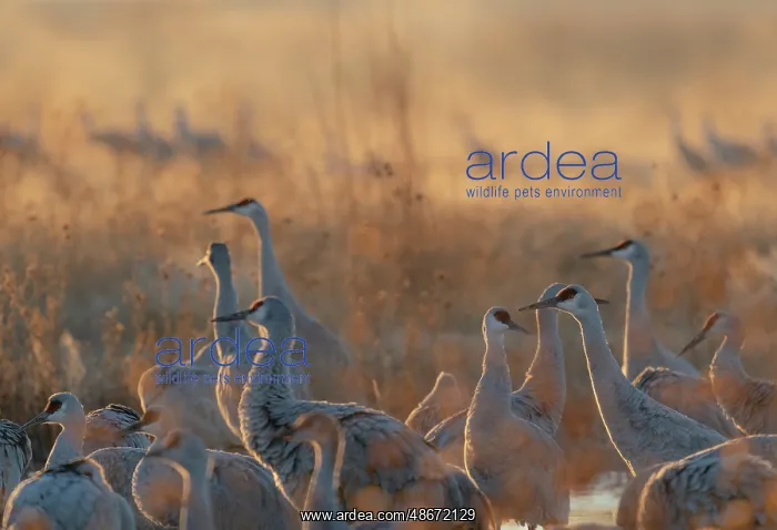 : Sandhill cranes roosting pond on a misty sunrise, Bernardo : Sandhill cranes roosting pond on a misty sunrise, Bernardo