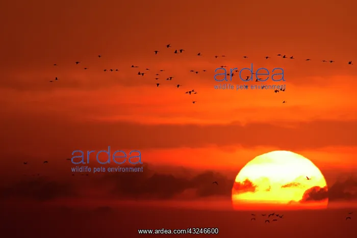 : Sandhill cranes silhouetted aginst the setting : Sandhill cranes silhouetted aginst the setting
