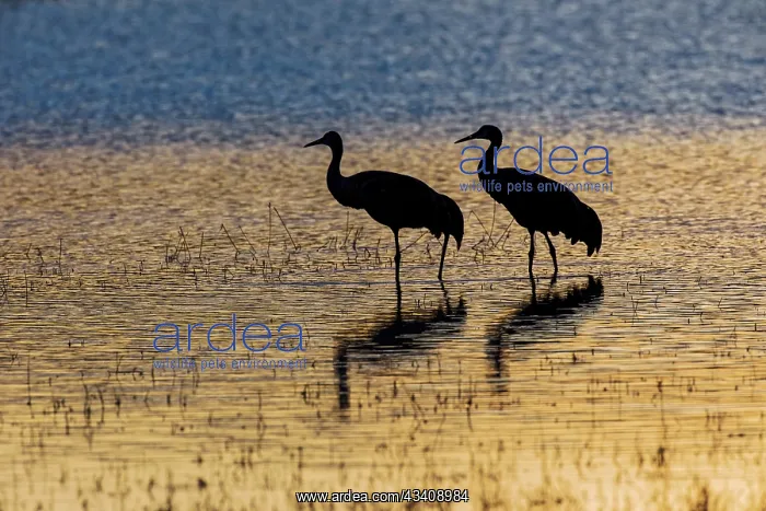 : Sandhill cranes silhouetted at sunset. Bosque del : Sandhill cranes silhouetted at sunset. Bosque del