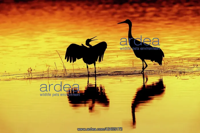 : Sandhill cranes silhouetted at sunset. Bosque del : Sandhill cranes silhouetted at sunset. Bosque del