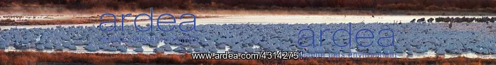 : Sandhill Cranes and Snow Geese : Sandhill Cranes and Snow Geese