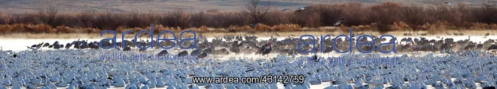 : Sandhill Cranes and Snow Geese : Sandhill Cranes and Snow Geese