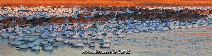 : Sandhill Cranes and Snow Geese : Sandhill Cranes and Snow Geese