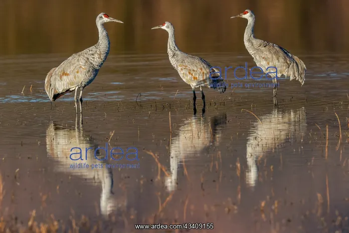 : Sandhill cranes standing in pond. Bosque del Apache : Sandhill cranes standing in pond. Bosque del Apache