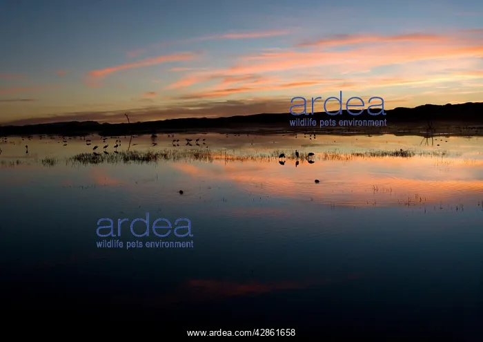 : Sandhill Cranes - at sunset : Sandhill Cranes - at sunset