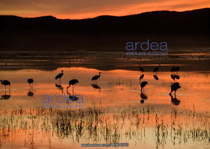 : Sandhill Cranes - at sunset : Sandhill Cranes - at sunset